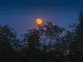 Pomarańczowa pełnia lipiec wschodzi nad ciemnymi drzewami, oświetlając nocne niebo.