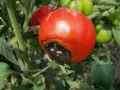 Pomodoro maturo con marciume apicale, una macchia scura e necrotica sul fondo. Altri pomodori verdi e rossi sullo sfondo.