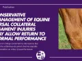 Gros plan sur le jarret d'un cheval, montrant une blessure au ligament. La rééducation ligament suspenseur du boulet est possible.