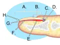 Schéma illustrant l'anatomie de l'ongle, montrant ses différentes parties et structures sous-jacentes.
