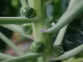 Gocce di rugiada brillano sui piccoli cavoletti di Bruxelles ancora attaccati al loro stelo verde.