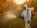 Rolnik w kombinezonie ochronnym opryskuje sad jesiennym opadem liści. Używa plecakowego opryskiwacza z roztworem mocznika do oprysku.