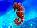 Un majestuoso caballito de mar real, de color rojizo, se enrosca en un fondo azul vibrante, evocando la magia del océano.
