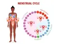 Cykl menstruacyjny: owulacja (dzień 14) to czas, gdy śluz płodny jest najbardziej obfity.
