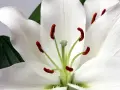 Weiße Lilie mit roten Staubgefäßen. Die Lilie steht in der Bibel für Reinheit und Hoffnung.