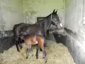 Une jument noire et son poulain brun se tiennent dans une étable sur de la paille. La mère semble surveiller son petit, un moment paisible après la gestation cheval.