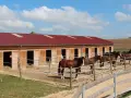Chevaux dans leur écurie de propriétaire, sous un ciel bleu et nuageux. Les box en bois sont ouverts, révélant la paille.