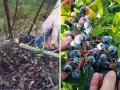 Radykalne cięcie borówki przygotowuje krzew do obfitych plonów. Na zdjęciu widać przycinanie gałęzi i dojrzałe owoce.