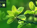 Frische grüne Blätter im Sonnenlicht, symbolisch für das Erwachen im Frühling. Konferenz by CX&.