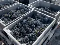 Casse piene di uva nera, pronte per la vinificazione. Il chianti uvaggio promette un ottimo raccolto.