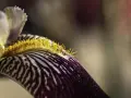Fotografia makro ukazuje detale pręcików i płatków irysa w intensywnych barwach fioletu i żółci.