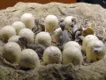 Gniazdo z wieloma jajami dinozaura, z których niektóre są pęknięte, a z kilku wyłaniają się małe dinozaury.