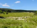 Vaste troupeau de moutons dans une prairie verdoyante, paysage typique du tour du Mont Lozère 3 jours.