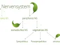 Schema des Nervensystems: zentrales, peripheres, somatisches, vegetatives und enterisches NS mit Sympathikus und Parasympathikus.