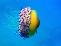 Medusa huevo frito gigante con tentáculos azules y blancos, flotando en el océano azul.