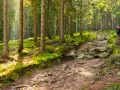 Szlak w lesie, idealny na wycieczkę "Szklarska Poręba w 3 dni". Dwóch turystów idzie kamienistą ścieżką wśród drzew.
