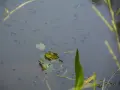 Una rana observa a los renacuajos que nadan en el agua. Los renacuajos comen algas y materia vegetal.
