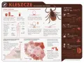Jaki kolor ma kleszcz? Szybka identyfikacja dla Twojego bezpieczeństwa