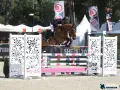 Un cheval de selle français normand saute un obstacle. L'élevage de chevaux de selle français en Normandie est réputé pour la qualité de ses athlètes équestres.