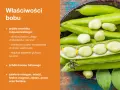 Bób - zdrowe nasiona bogate w błonnik i kwas foliowy. Niewielkie bób kalorie czynią go idealnym dodatkiem do diety.