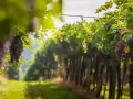 Grappoli d'uva rossa pendono dai tralci verdi, illuminati dal sole. Un invito a percorrere le strade del vino toscana.