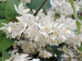 Zarte weiße Blüten der Deutzie, bereit für den Rückschnitt.