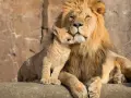 Ein Löwenjunges kuschelt sich an seinen Vater. Ein schöner Anblick, der den Unterschied zwischen Zoo und Tierpark verdeutlicht: Hier erleben wir die Tiere in einer liebevollen, natürlichen Umgebung.