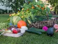 Un ricco orto autunnale: cavoli, zucca, patate, fagiolini, cetrioli, carote e fiori su un prato verde.