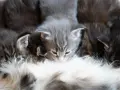 Małe kotki pijące mleko od mamy. To początek drogi, jak założyć hodowlę kotów, pełnej troski i miłości.