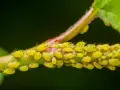 Colonia di afidi gialli su un fusto, con alcune uova visibili tra gli insetti.