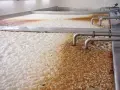 Piana i osad w kadziach fermentacyjnych, gdzie trwa warzenie piwa w domu. Metalowe rury doprowadzają składniki.