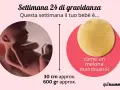 A 24 settimane di gravidanza, il tuo bebè è grande come un melone mantovano, circa 30 cm e 600 gr.