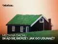 Zielony mech porasta dach małego, czarnego domku. Tekst pyta: "Mech na dachu: skąd się bierze i jak go usunąć?".