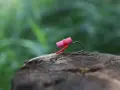 Mały, różowy pływak na haczyku, idealny jako jaki haczyk na karasia.
