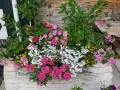 Kolorowe pelargonie i inne kwiaty tworzą bujne wypełniacze do skrzynek, ozdabiając drewnianą ścianę.