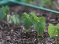 Germogli di fagioli appena spuntati dal terreno, segno di una buona semina.