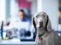 Ein Weimaraner-hund am arbeitsplatz schaut neugierig in die Kamera. Im Hintergrund verschwommen ein Kollege.