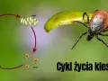 Kleszcze: Bezpieczne metody dla ludzi i zwierząt. Co wybrać?