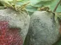 Dwie zepsute truskawki pokryte szarą pleśnią, leżące na zielonych liściach.
