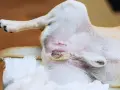 Po zabiegu kastracji lub sterylizacji pies dochodzi do siebie. Widoczna jest rana pooperacyjna.