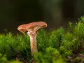 Grzyb w mieszkaniu spółdzielczym? Pismo i skuteczne kroki!