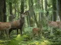 Une famille cerf, composée d'un grand cerf majestueux, de deux femelles et d'un jeune faon, se tient dans une forêt verdoyante.