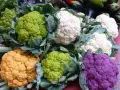 Bunte Blumenkohlpflanzen in verschiedenen Farben: weiß, grün, orange und lila. Ein Fest für die Augen und den Gaumen!
