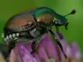 Coleottero metallico su fiore viola, un esemplare di Popillia japonica. Come eliminarla?