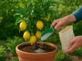 Mani che aggiungono fertilizzante a un limone in vaso. Il momento giusto per concimare il limone è fondamentale per frutti succosi.