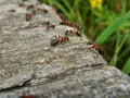 Mrówki na drewnie, zastanawiasz się, jak wytępić mrówki w ogrodzie warzywnym? Te pracowite owady mogą być problemem.