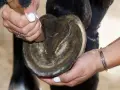 Une personne utilise un cure-pied pour nettoyer une sole de cheval.