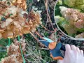 Przycinanie hortensji ogrodowej: ręka z sekatorem przy suchych kwiatostanach, w tle wstawka z kwitnącą hortensją.