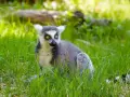 Katta z Madagaskaru z żółtymi oczami siedzi w zielonej trawie, wypatrując czegoś.