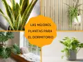 Plantas para dormitorio: Sansevieria, planta araña, monstera y potos. Ideas para un hogar más verde.